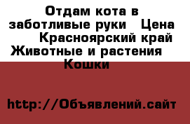 Отдам кота в заботливые руки › Цена ­ 1 - Красноярский край Животные и растения » Кошки   